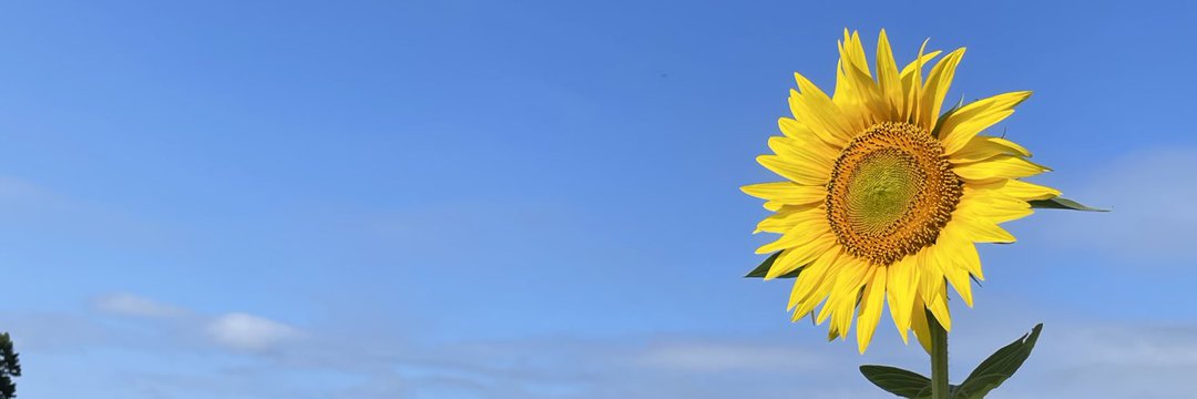 sepsialvi's profile banner image