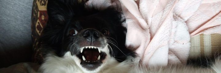 louslous_'s profile banner image