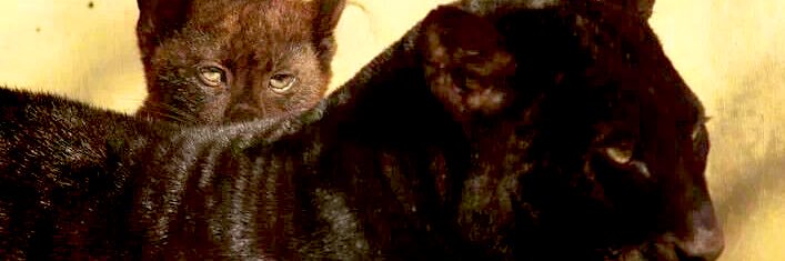SahttWDaGlock's profile banner image