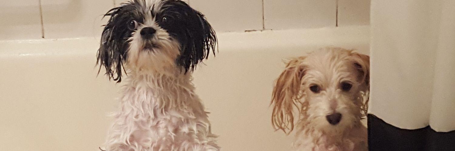 TheGuyWithDogs's profile banner image