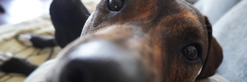scavocory's profile banner image