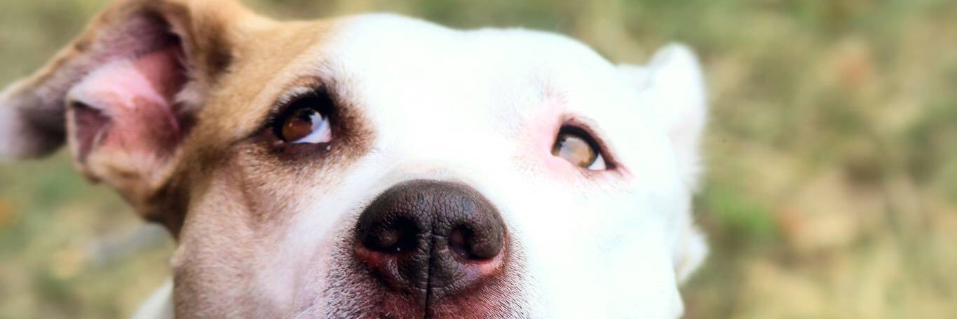 PETbullProject's profile banner image