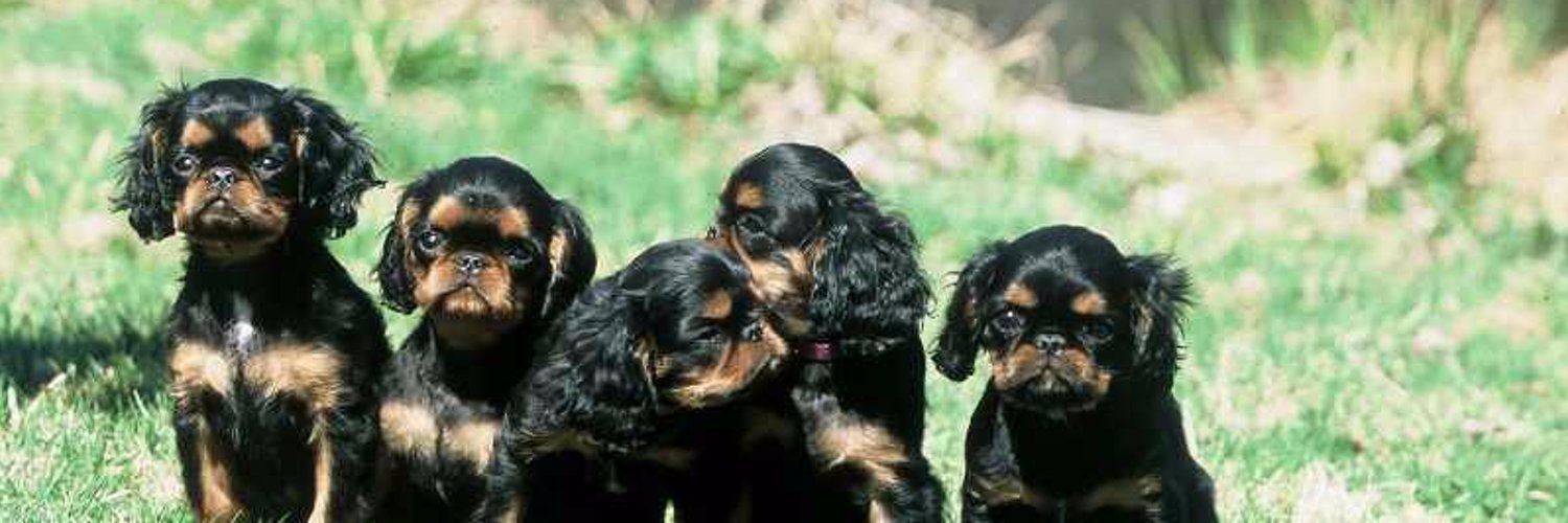 Caleb-Matt Williams 🇺🇸🐘 banner