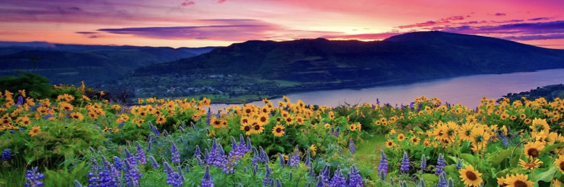 ☮️ ❤️🐶 banner