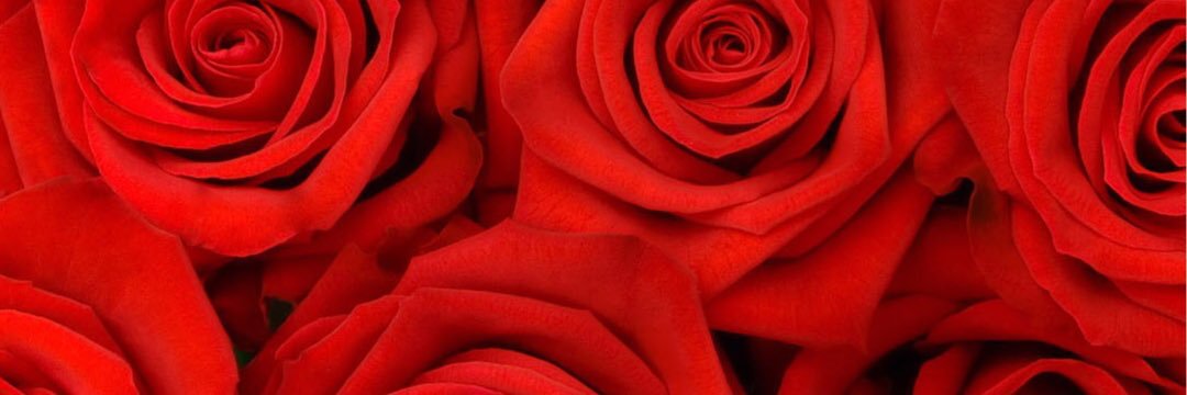 lindelisz's profile banner image