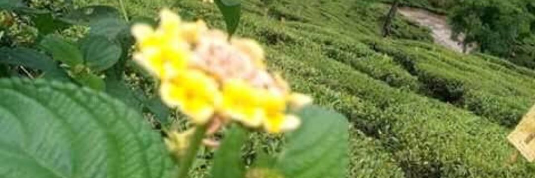 Pintukumar22's profile banner image