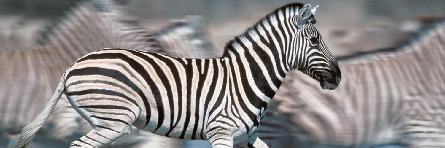 Sandra Criolani banner