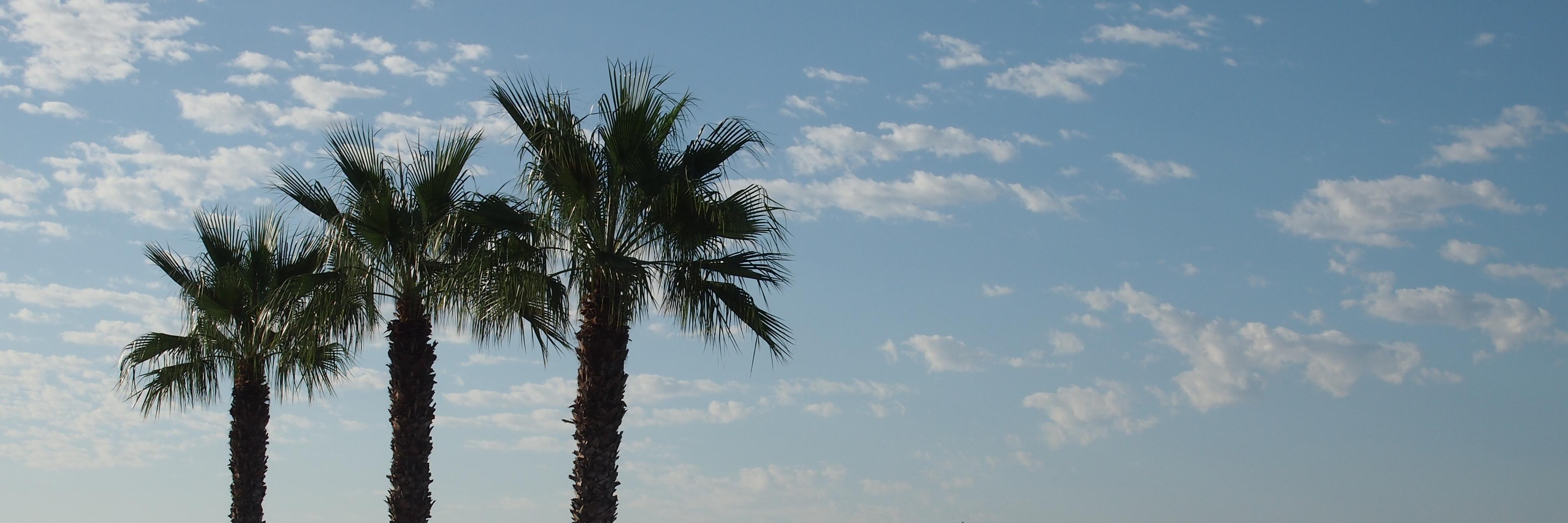 Michał Paluchowski banner