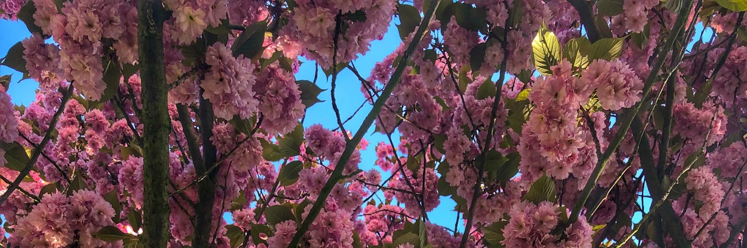 cal_yng's profile banner image