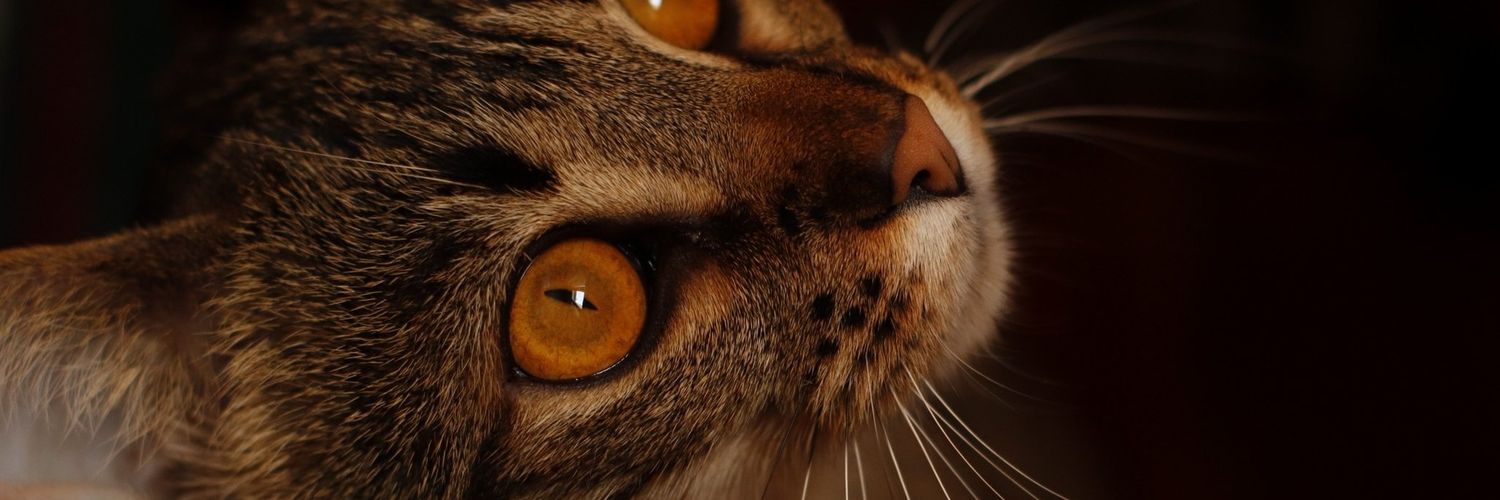 Mary's Song🧡 banner