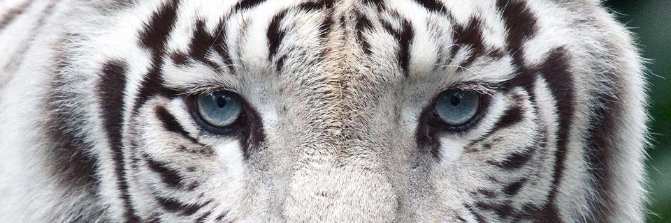 noopena's profile banner image
