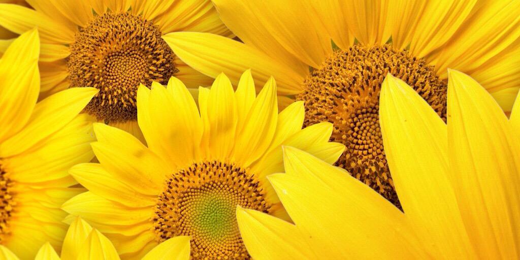 EllenRnphn's profile banner image