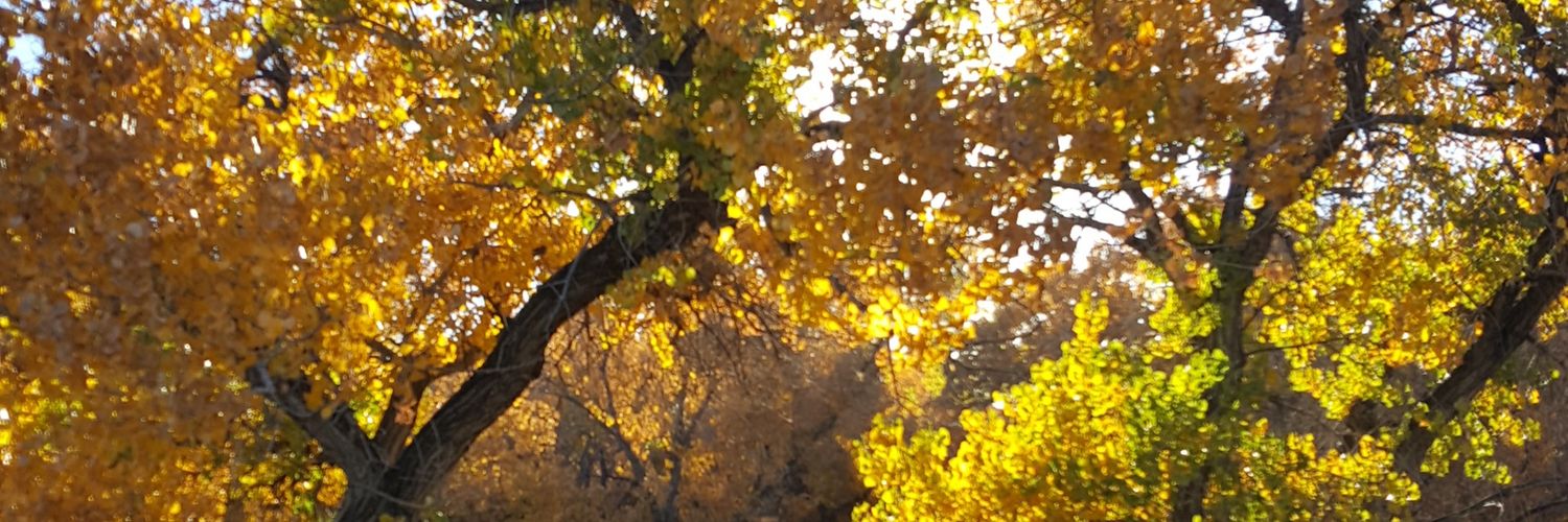 amymillernm's profile banner image