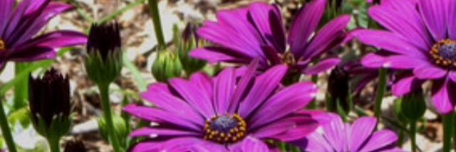 NurseMarni's profile banner image