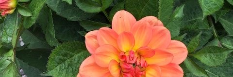 HeliBrewitz's profile banner image