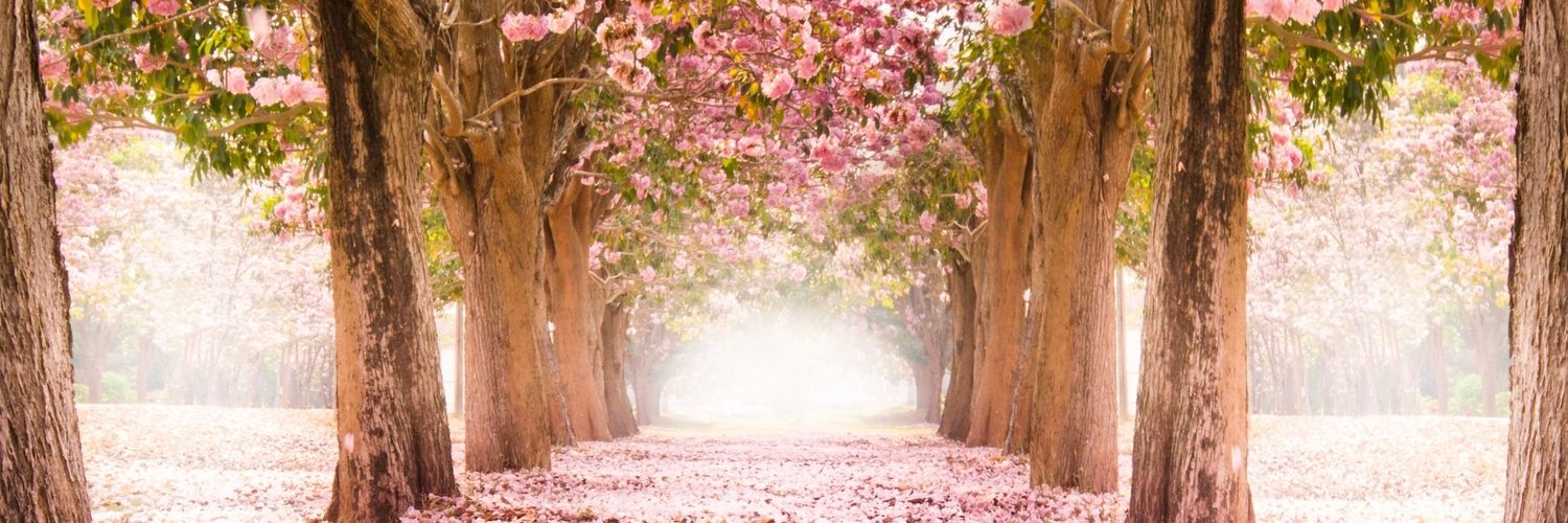 Kentylarasati's profile banner image