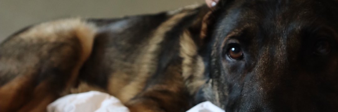 MeganMSaad's profile banner image