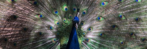 KenToson Profile Banner