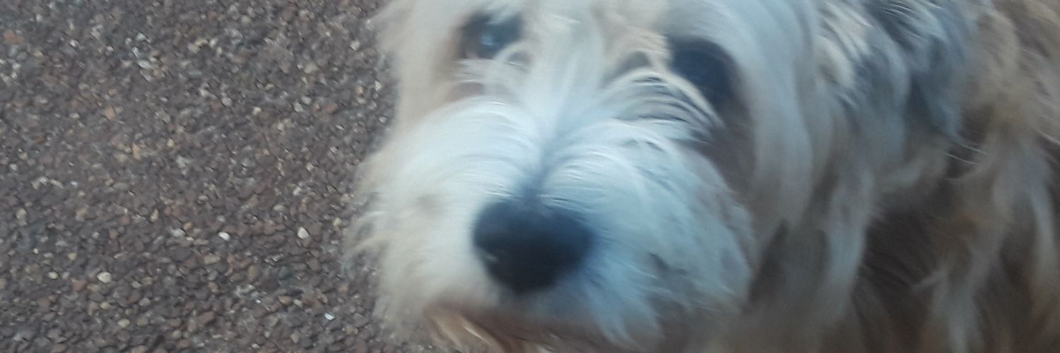 Lousiale 🇺🇸 banner