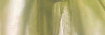 negroisms's profile banner image
