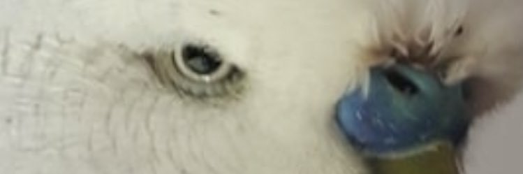 Birb banner