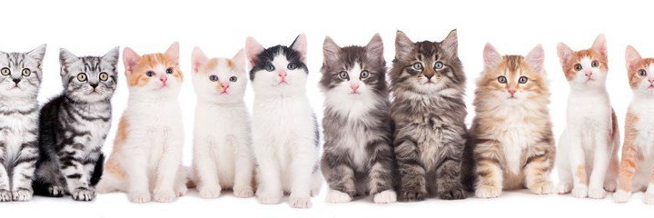 Le chaton magique💫 banner