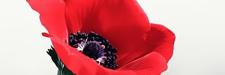 hamdany799's profile banner image