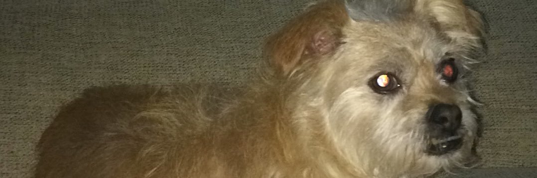 Maypeando's profile banner image
