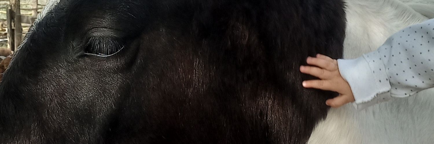 cintiafaviere's profile banner image