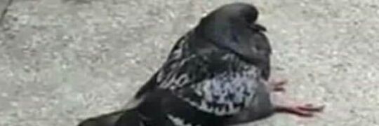 lucho banner