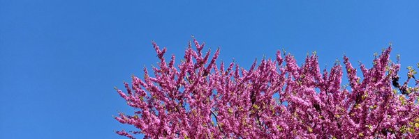 Arsapu Profile Banner