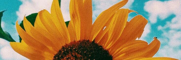 JennaFalconieri's profile banner image