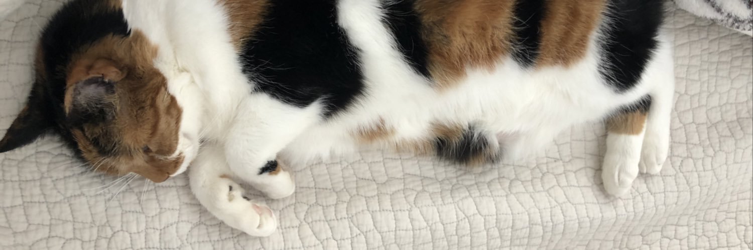 litlBee's profile banner image