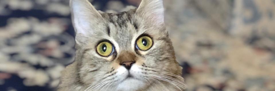 me_rore's profile banner image