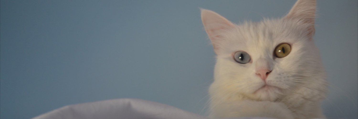cmblayse's profile banner image