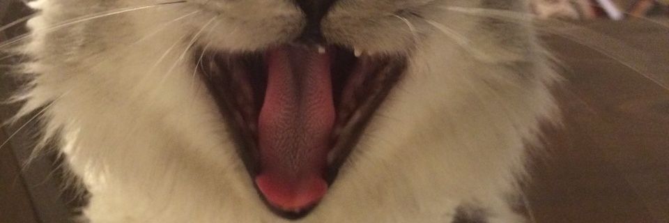 kona_cat's profile banner image