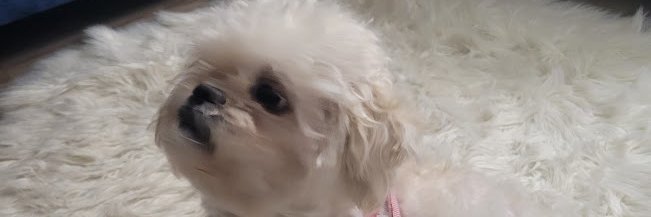 JoycesPOS's profile banner image