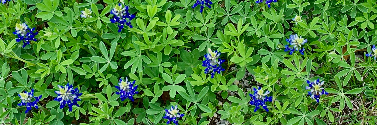 Catherine Eckel banner