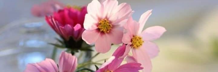 Yuli_kemuning's profile banner image