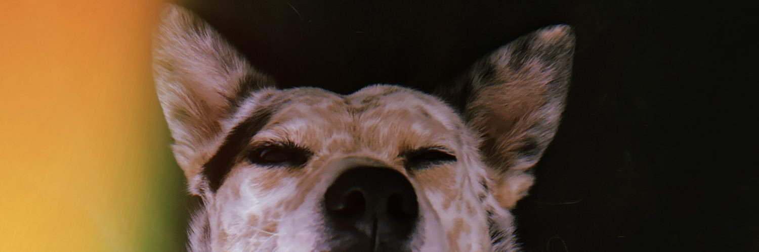 TaylorBaylorBoo's profile banner image
