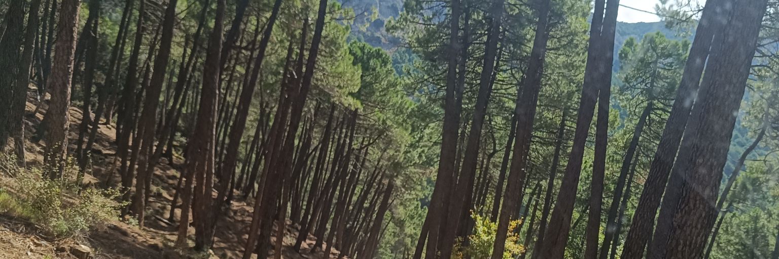 Elee_rizicos's profile banner image