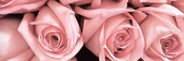 ShayenneJade's profile banner image