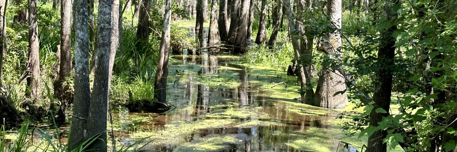 Diane Feldman banner