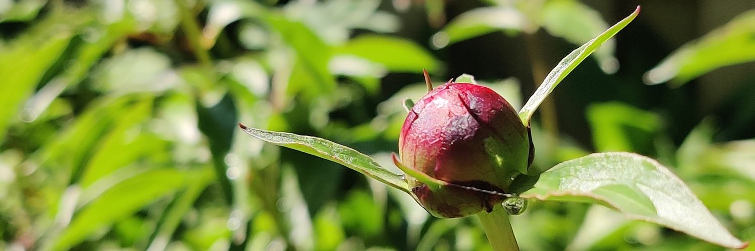 trisharodricks's profile banner image