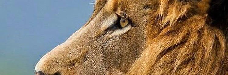 LEEUNDEFEATED's profile banner image