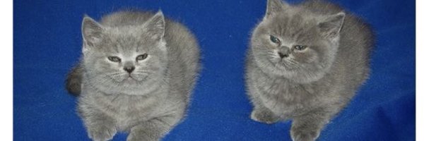 Gelintor Profile Banner