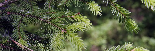 ForestFinland Profile Banner