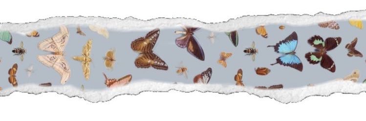 MMarilynMCastro's profile banner image