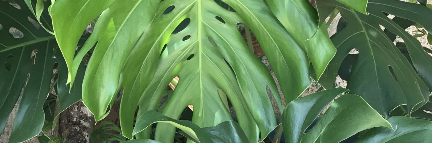Rosadoesmicolor's profile banner image