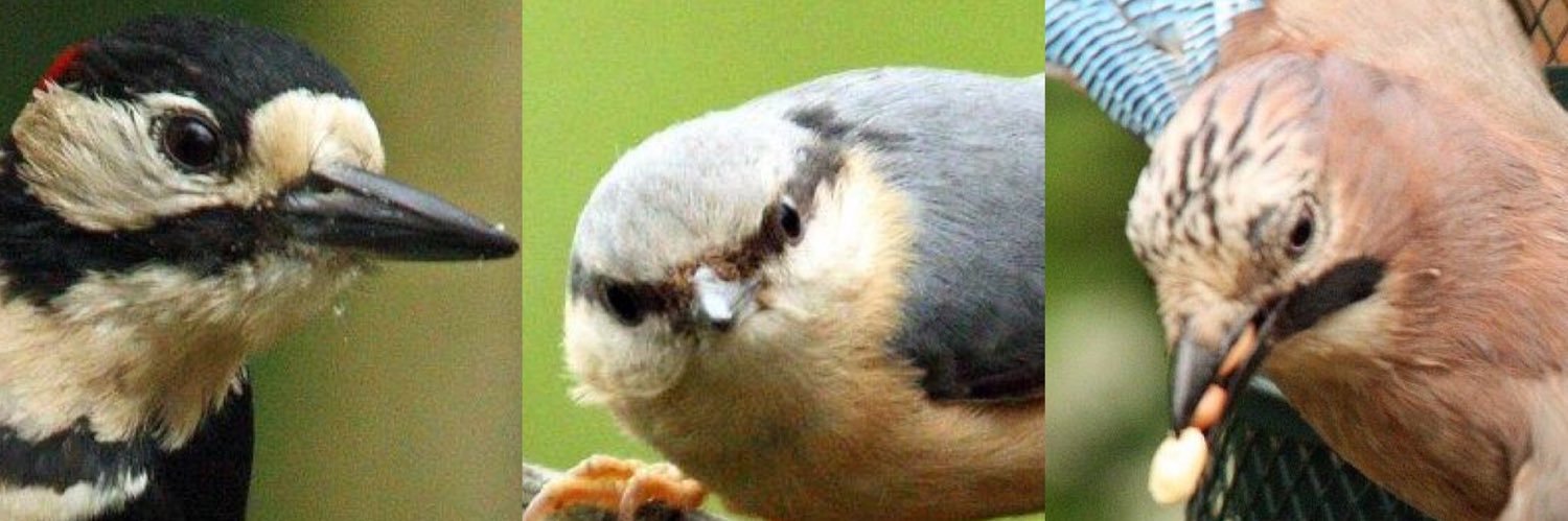 Jackie Pluck 🏎️ banner